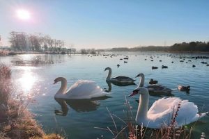 Peaceful Swans