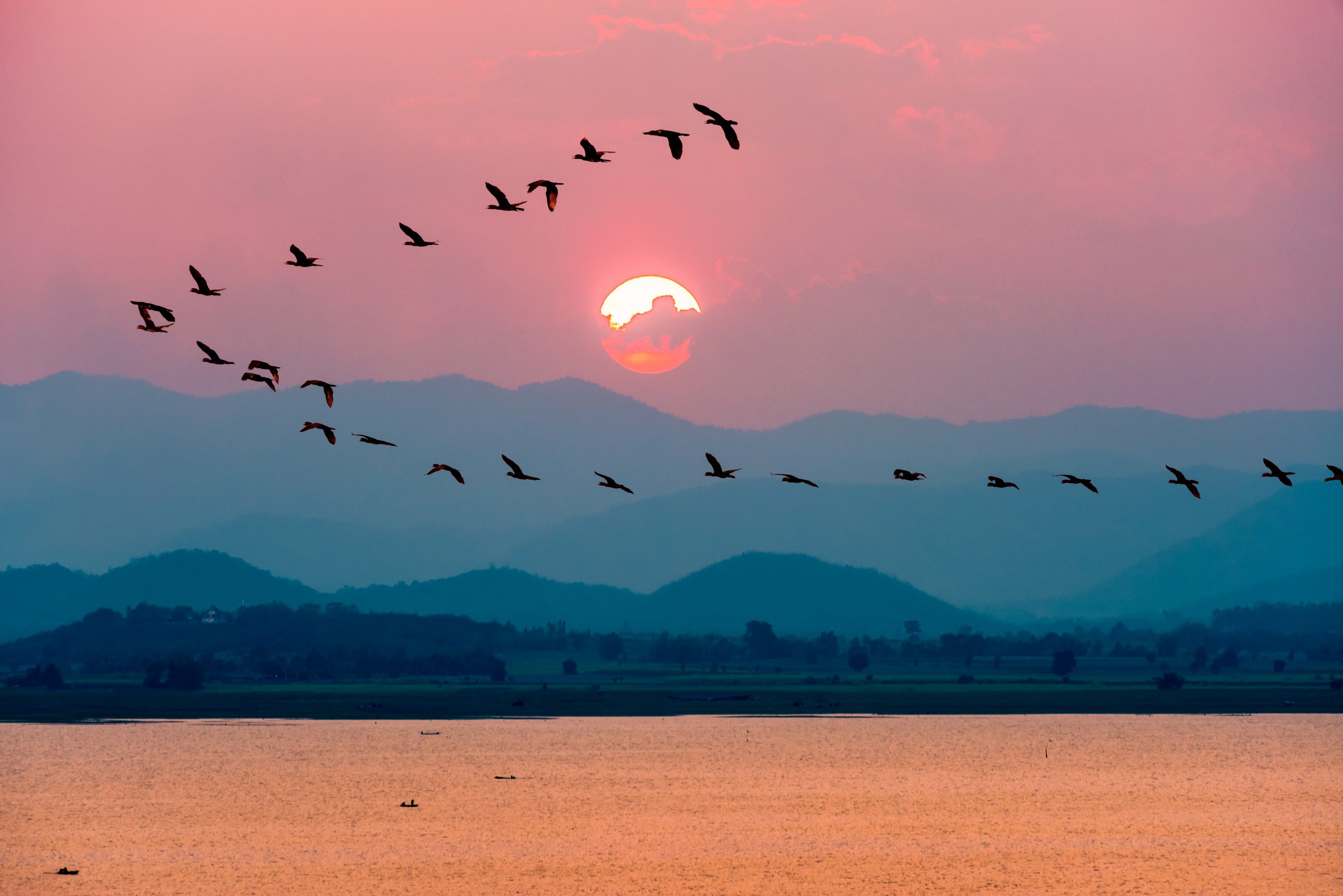 Birds flying over water during dusk