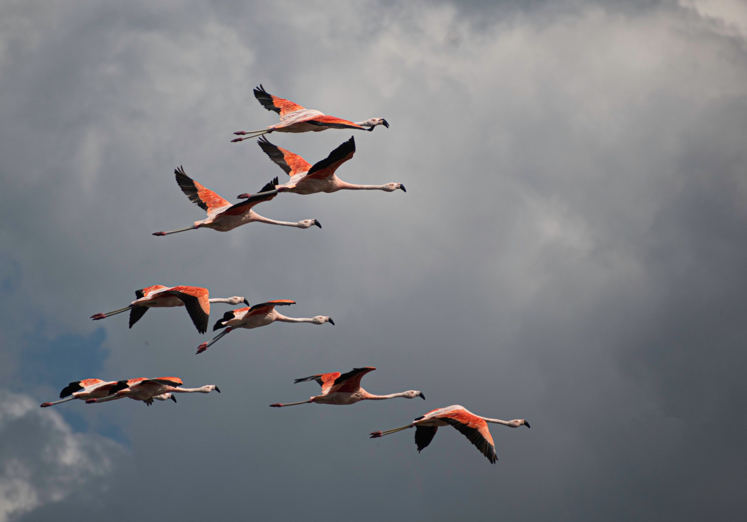 A,View,Of,The,Flock,Of,Flamingos,In,Flight